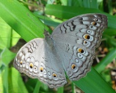 Grey Pansy butterfly (Junonia atlites atlites) photo